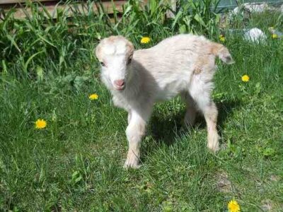 Lessons Learned from a Challenging Goat Kidding Season Image